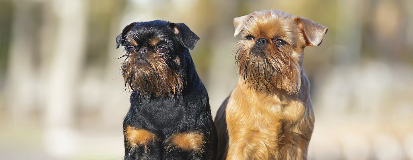 2 dogs that look like they have beards